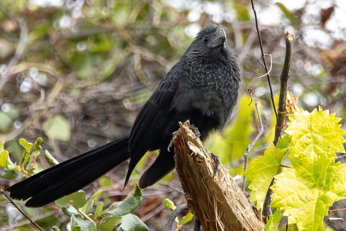 Groove-billed Ani - ML646653893