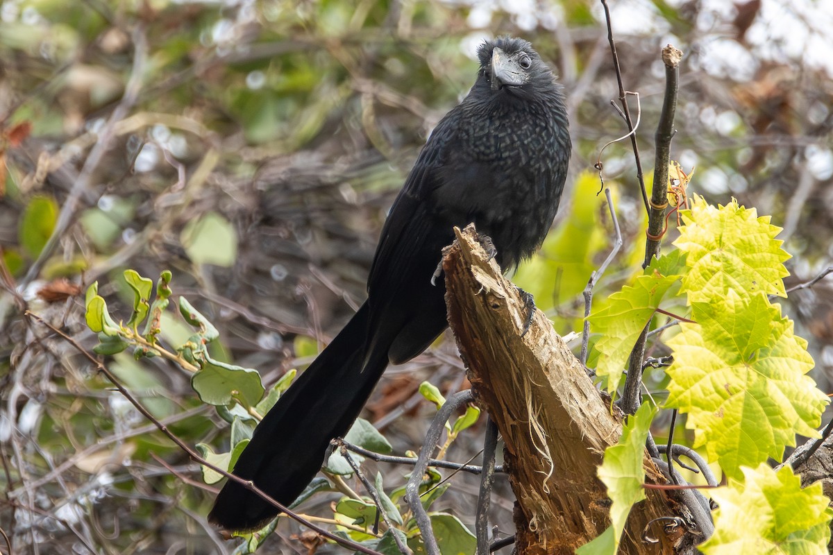 Groove-billed Ani - ML646653894