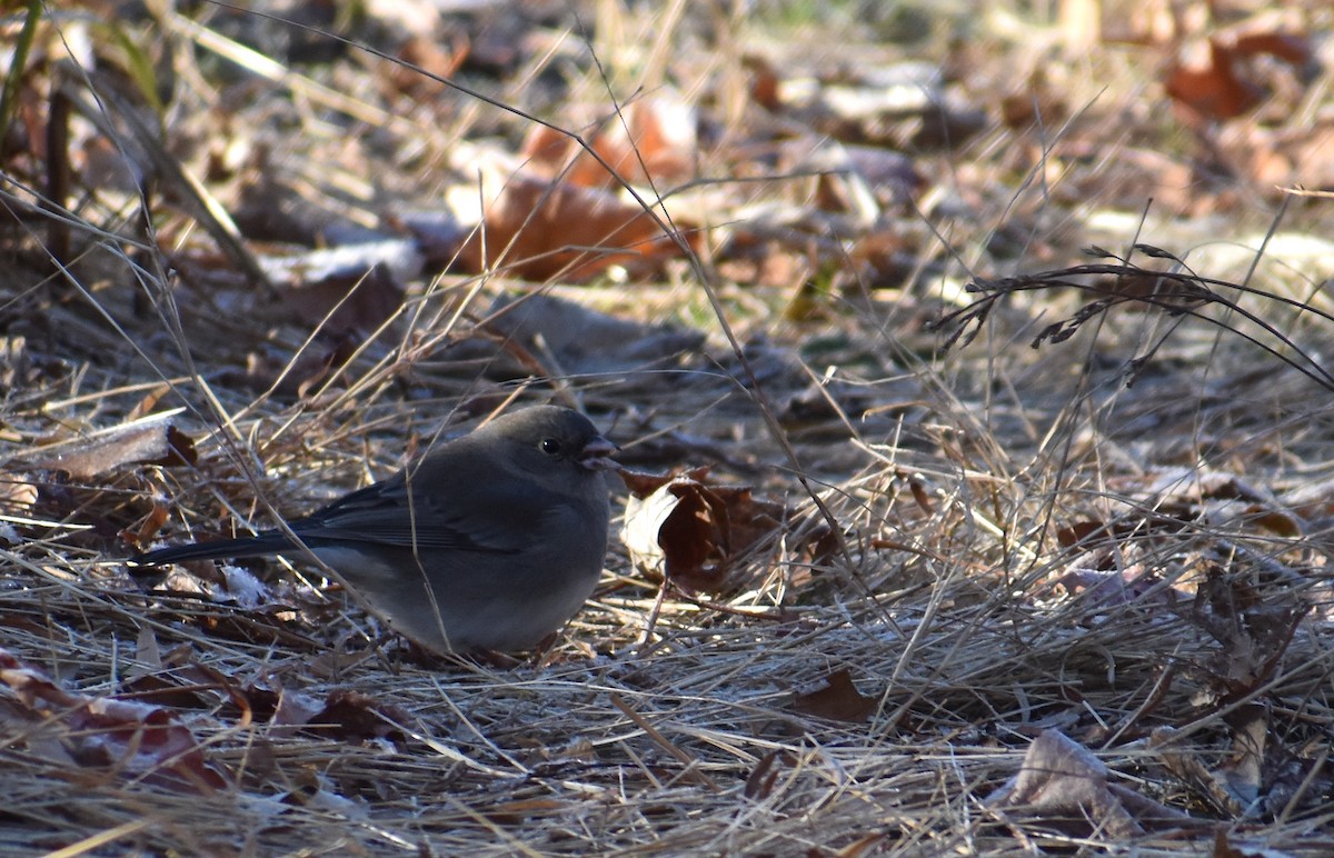 Dark-eyed Junco - ML646653895