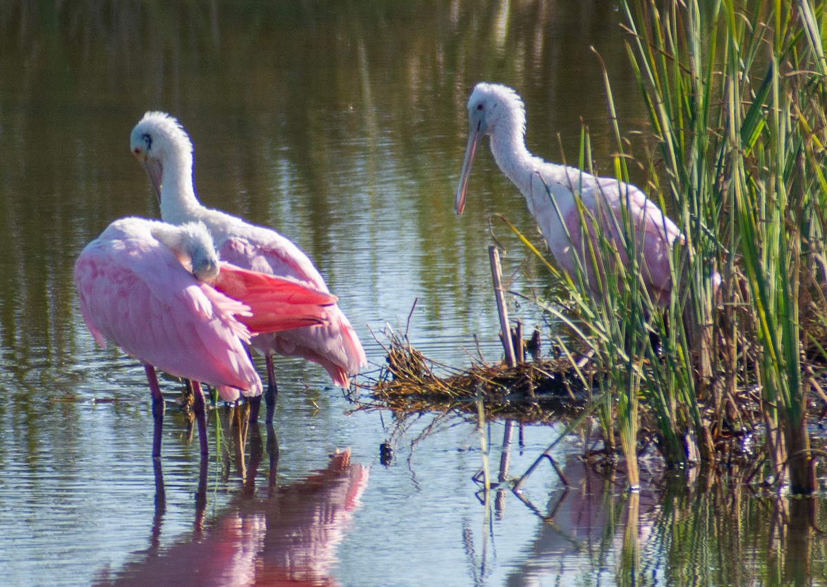 Pembe Kaşıkçı - ML646653899