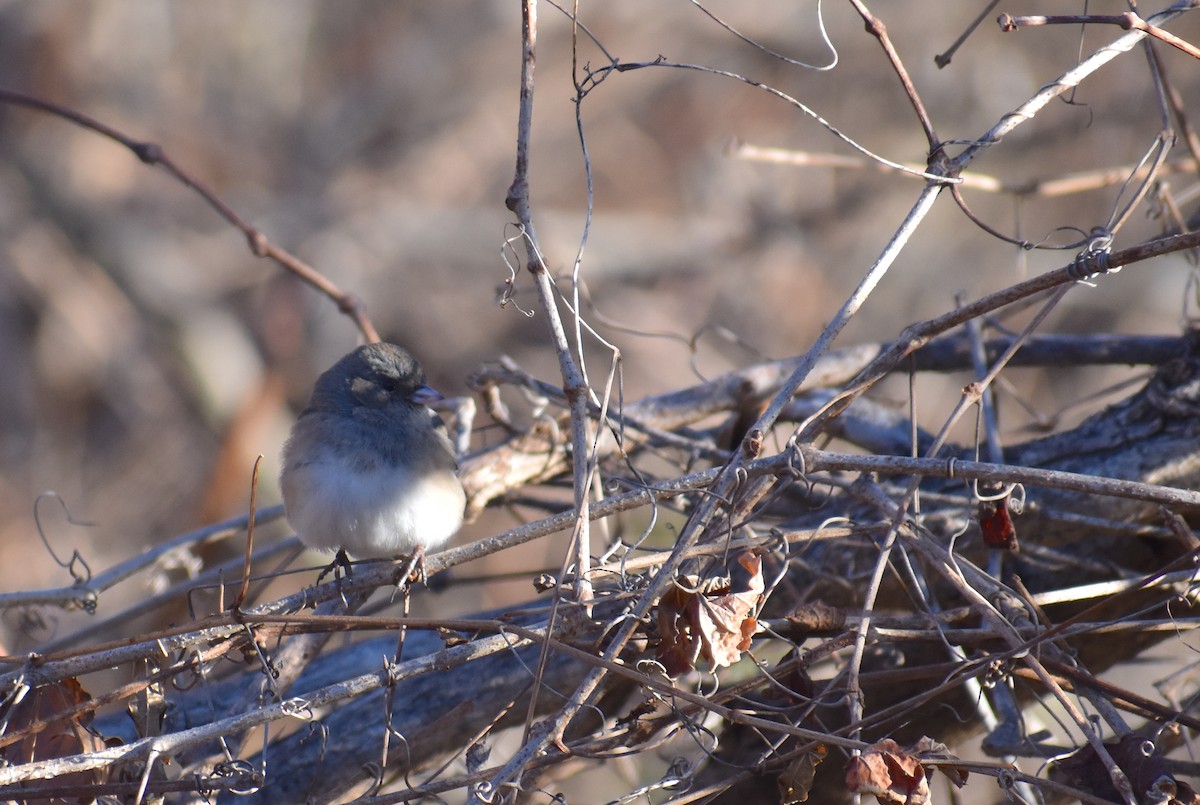 Dark-eyed Junco - ML646653900
