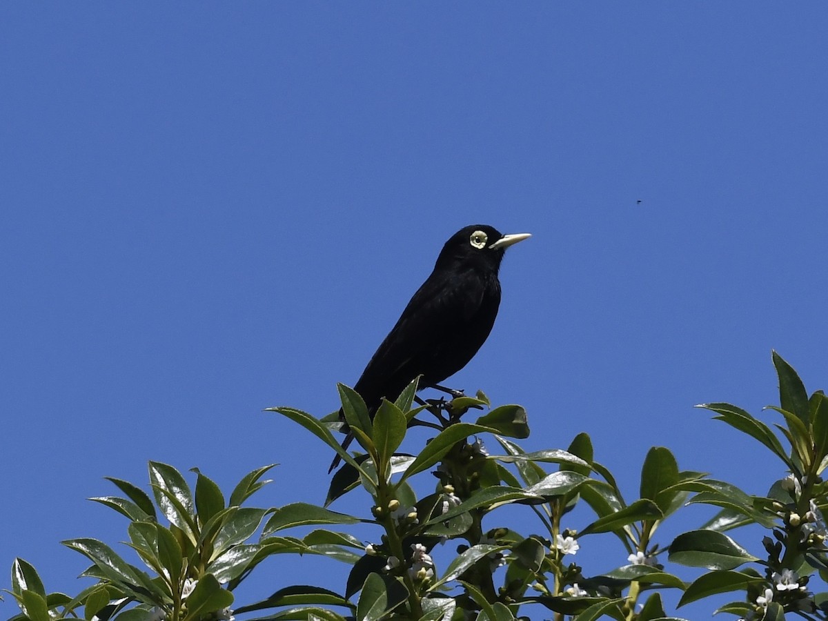 Spectacled Tyrant - ML646653901
