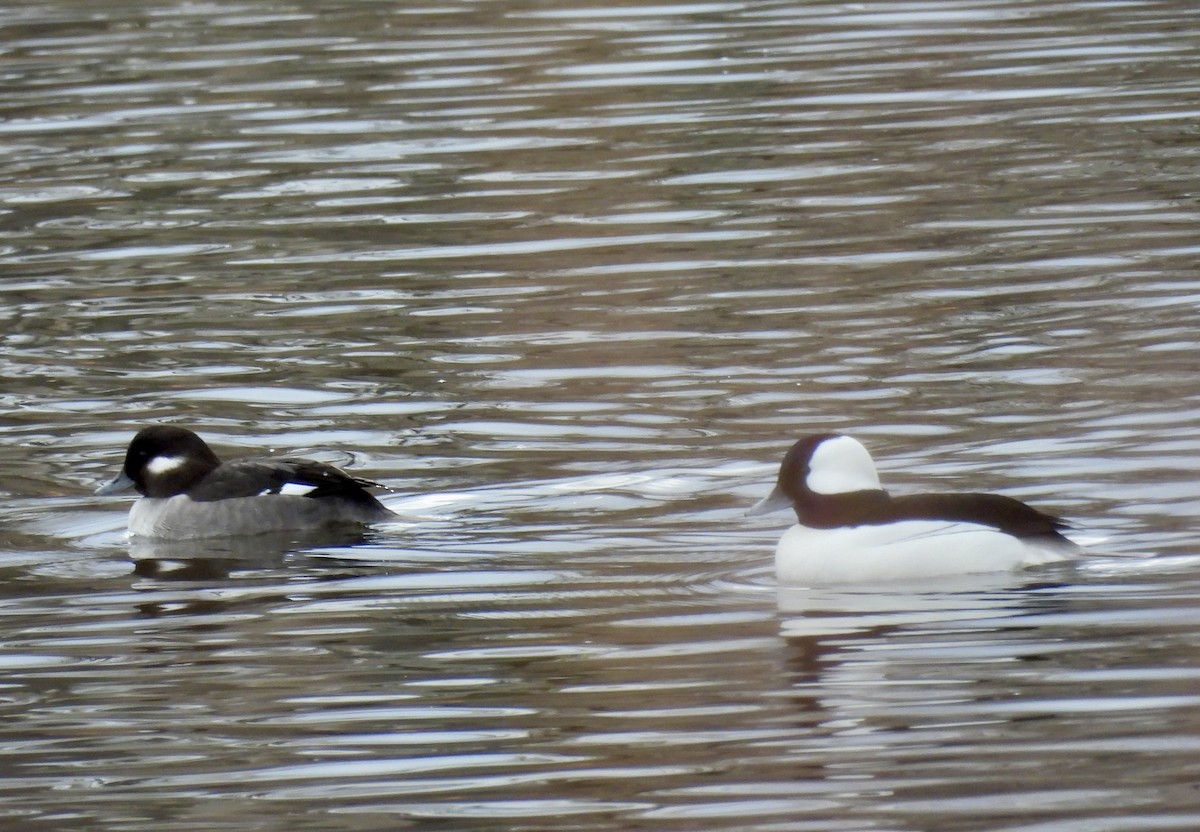 Bufflehead - ML646653906