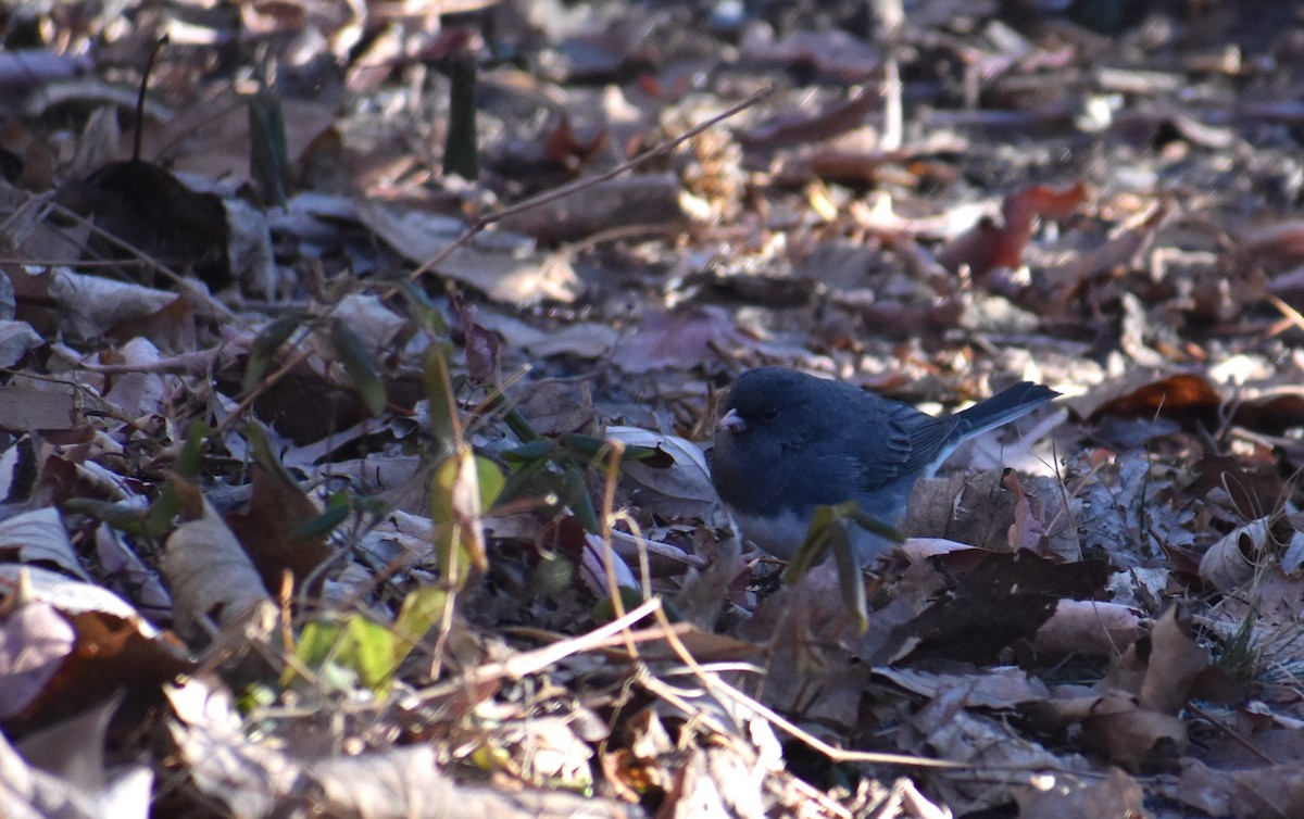 Dark-eyed Junco - ML646653908