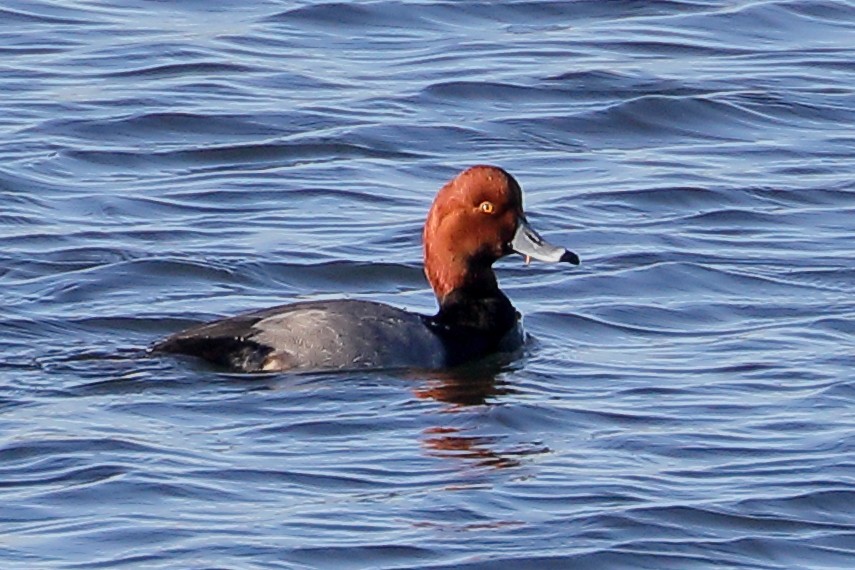 Попелюх американський - ML646653909