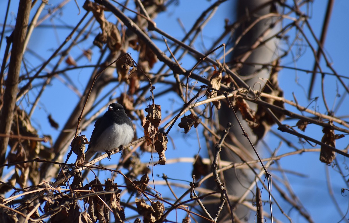 Dark-eyed Junco - ML646653910