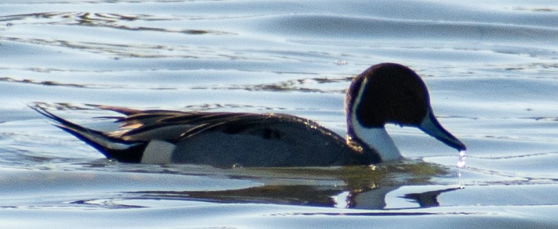 Kılkuyruk - ML646653914