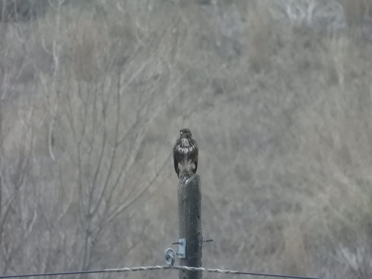 Buse variable - ML646653918