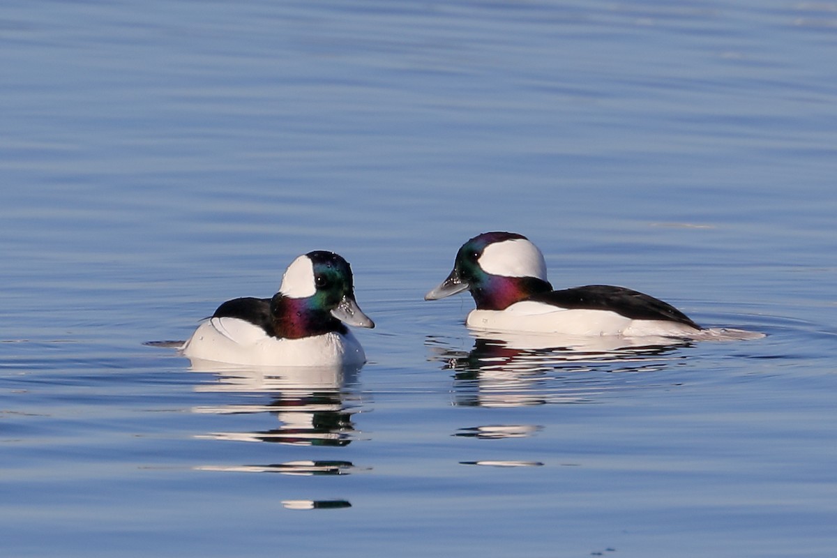 Гоголь малий - ML646653923