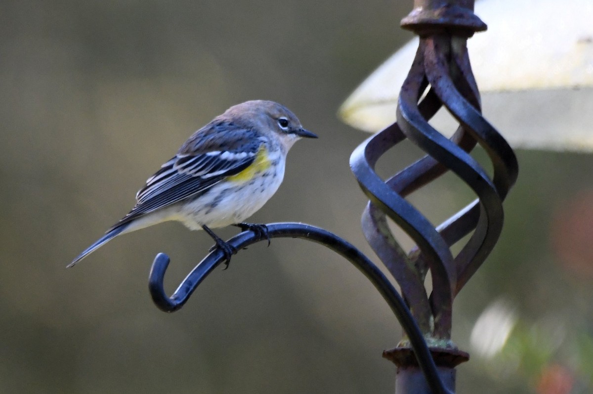 キヅタアメリカムシクイ - ML646653925