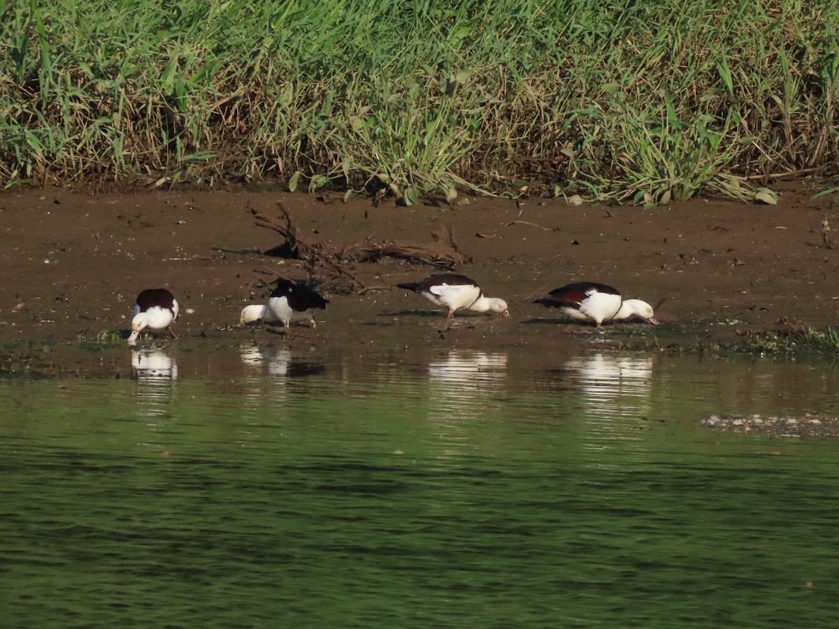 Radjah Shelduck - ML646653934
