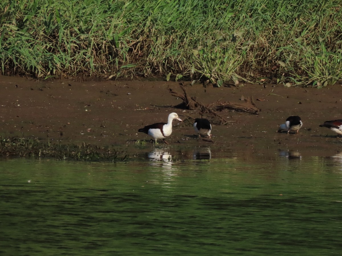 Radjah Shelduck - ML646653935