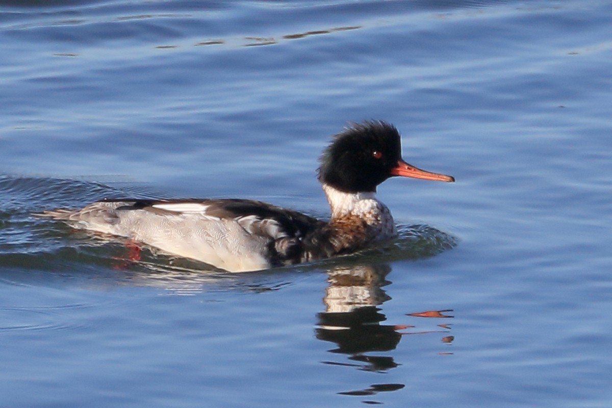 Крех середній - ML646653938