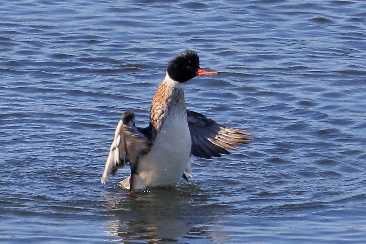 Крех середній - ML646653939