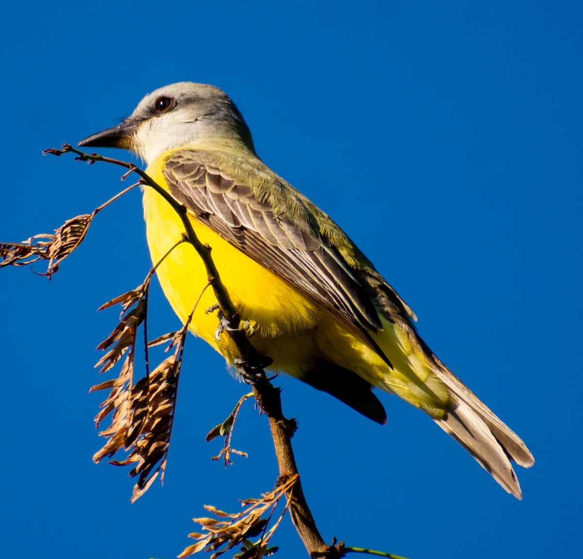 Meksika Körfezi Tiranı - ML646653940