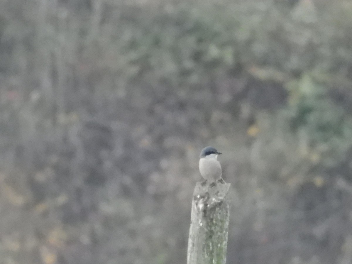 Pie-grièche méridionale - ML646653941