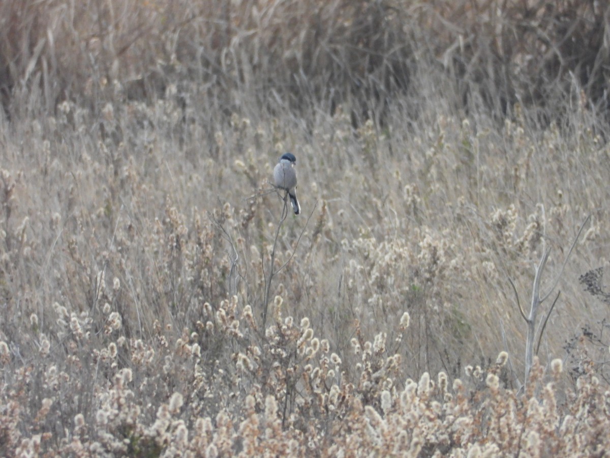 Pie-grièche méridionale - ML646653943