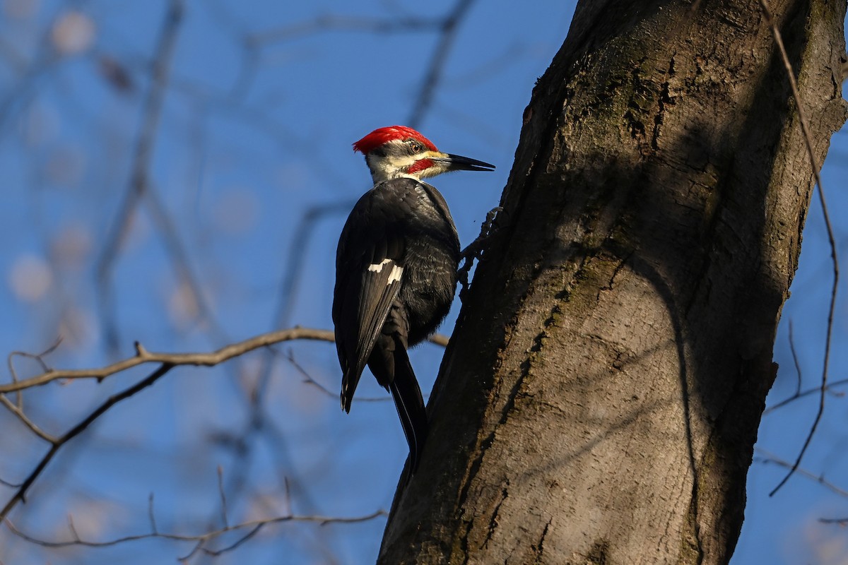 Pileated Woodpecker - ML646653945