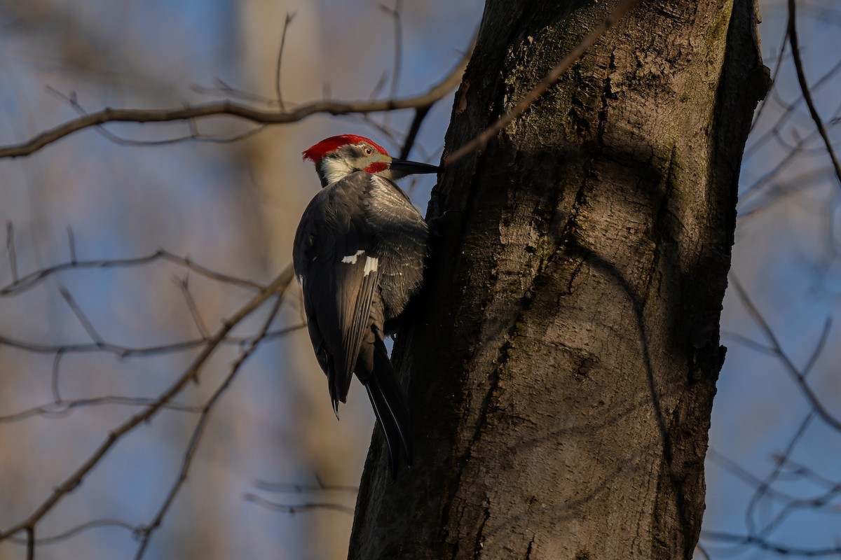 Pileated Woodpecker - ML646653946