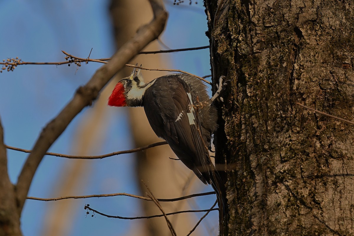 Pileated Woodpecker - ML646653947