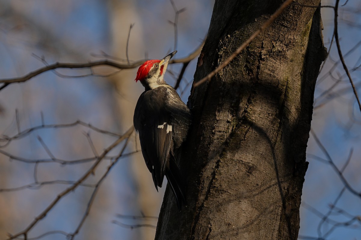 Pileated Woodpecker - ML646653948