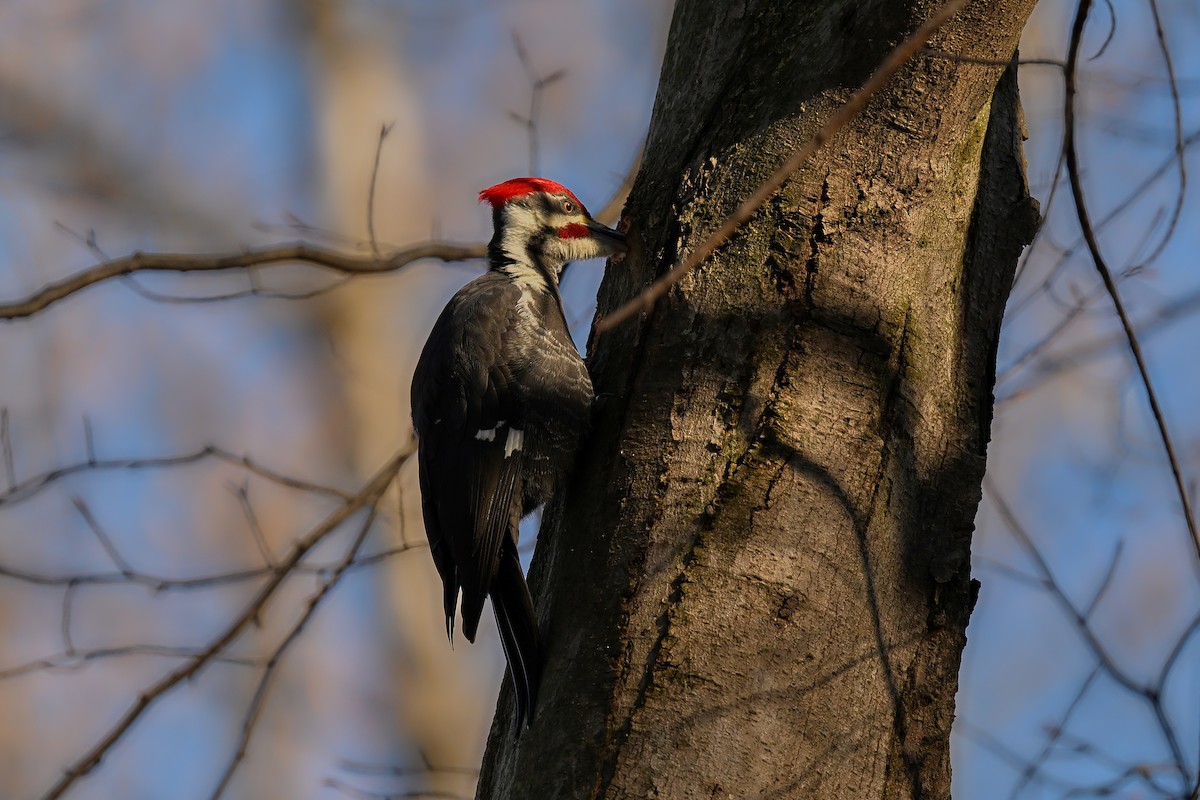 Pileated Woodpecker - ML646653950