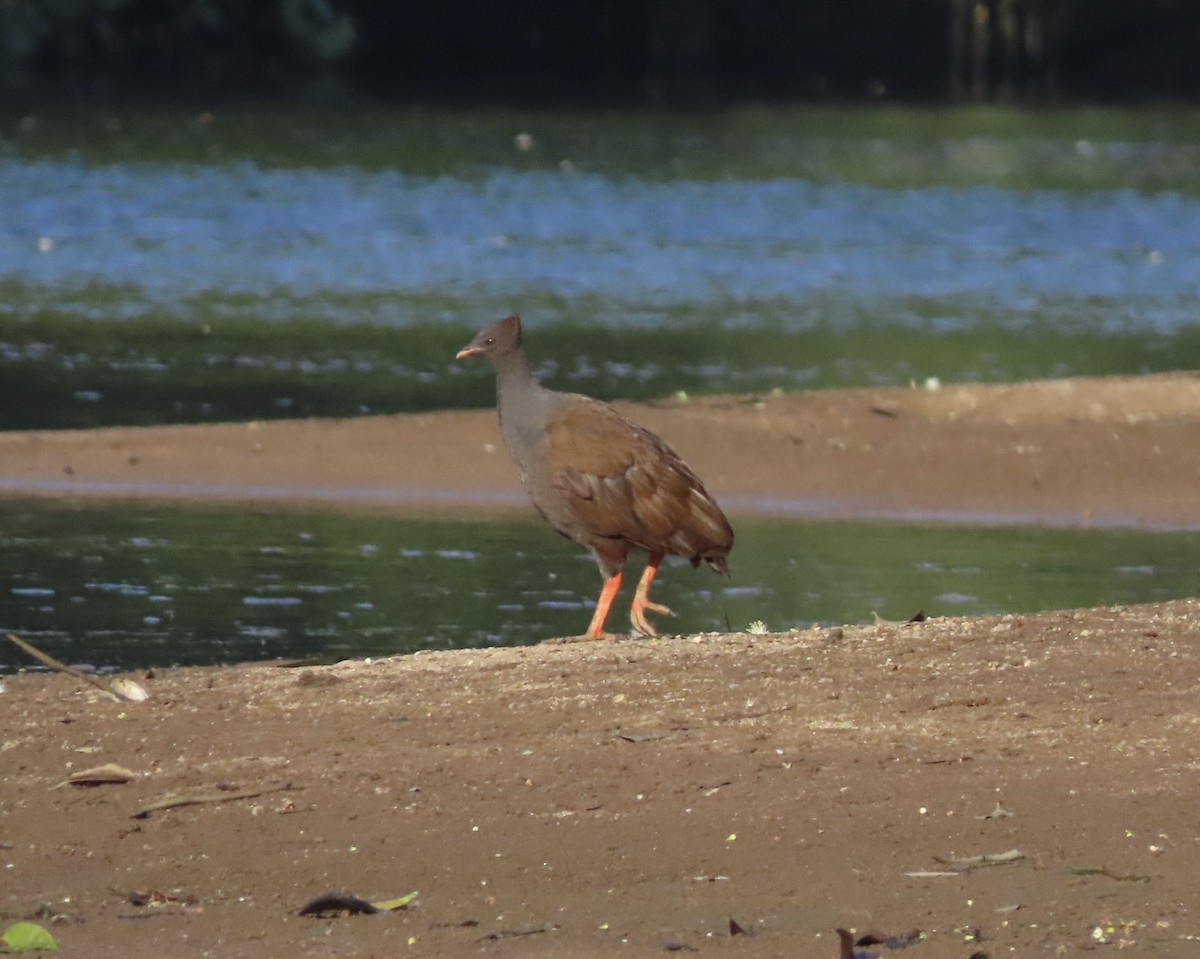Orange-footed Megapode - ML646653951
