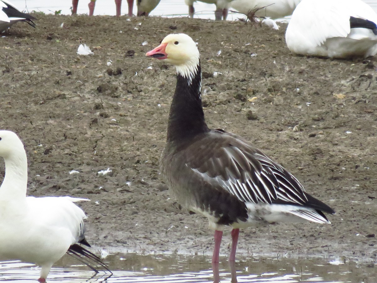 Snow Goose - ML646653952