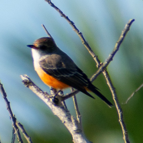 Ateş Renkli Sinekkapan - ML646653958