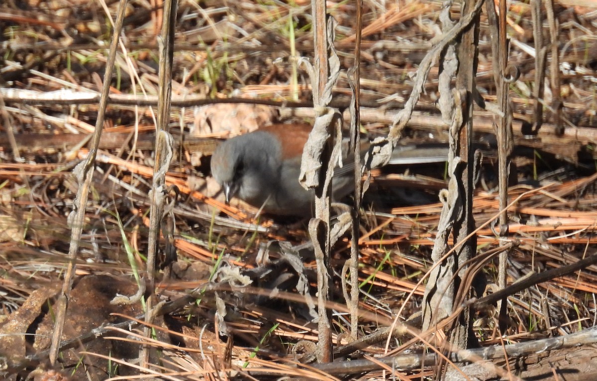 Юнко сірий (підвид dorsalis) - ML646653960