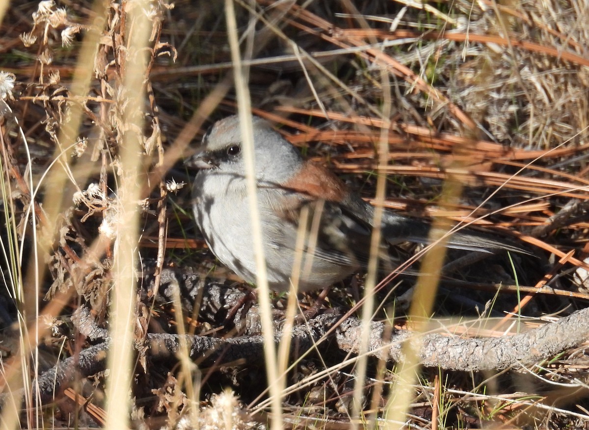 Юнко сірий (підвид dorsalis) - ML646653961