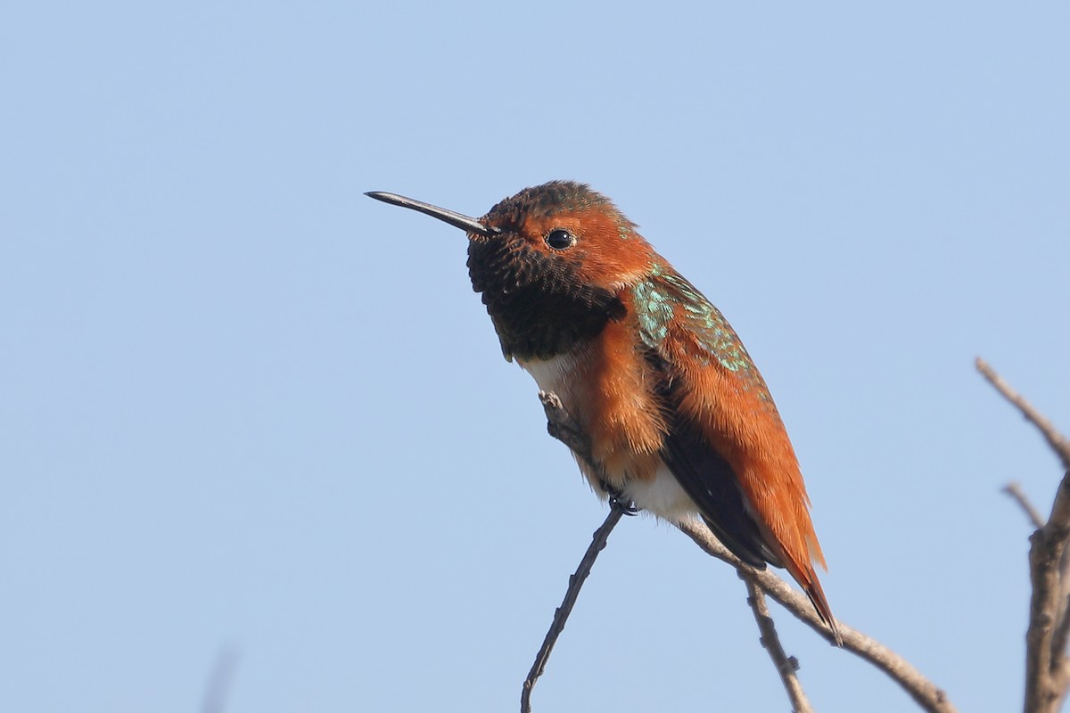 Колібрі-крихітка каліфорнійський - ML646653962