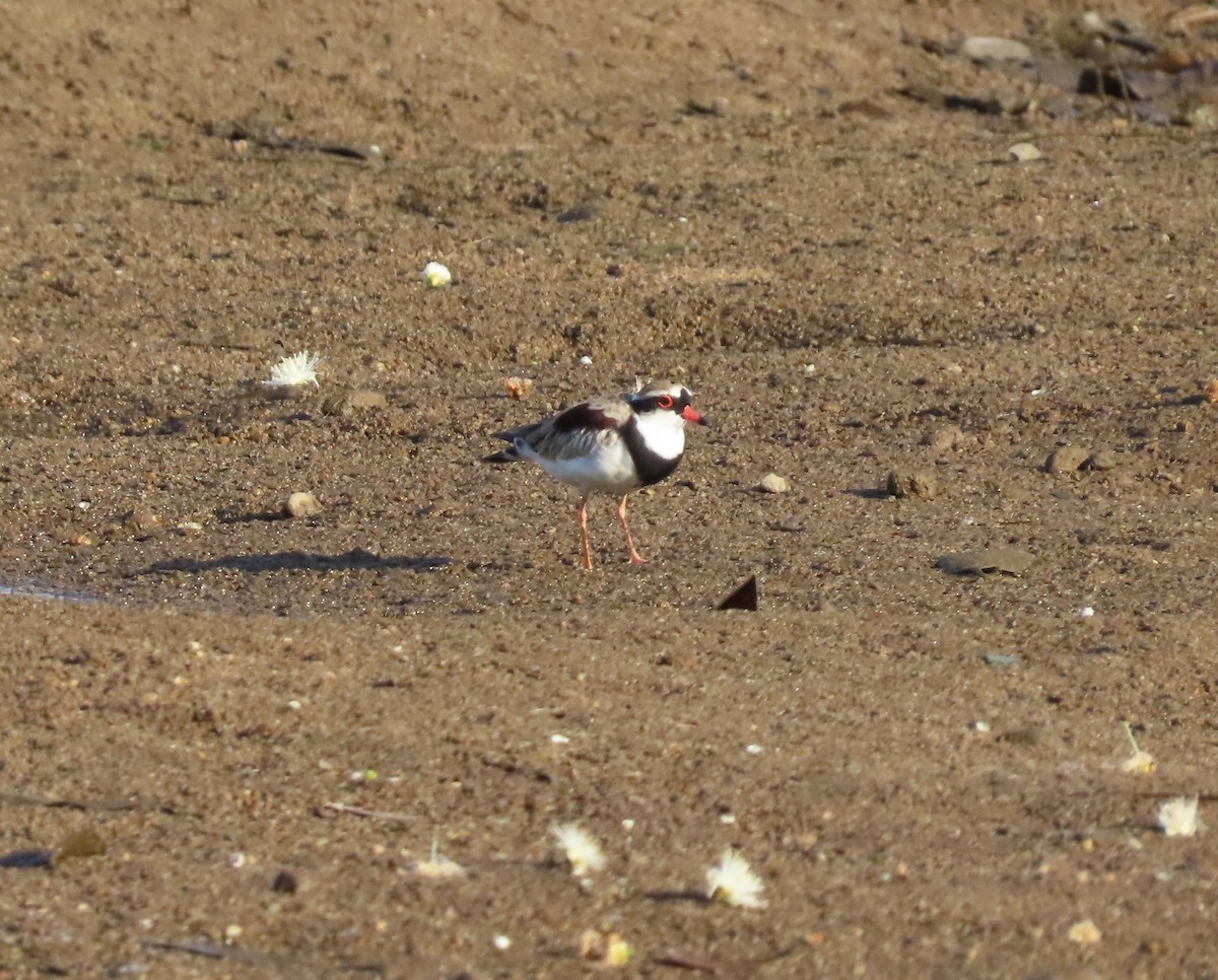 Black-fronted Dotterel - ML646653966