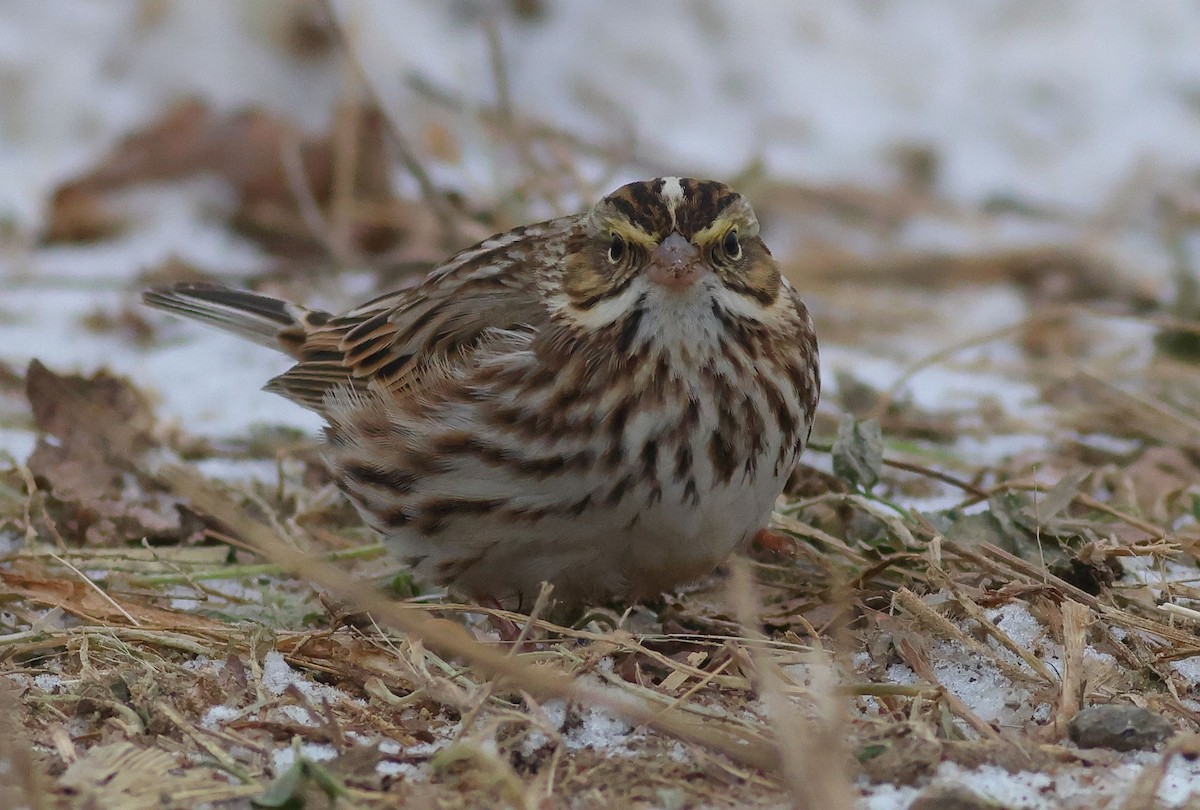 Savannah Sparrow - ML646653967