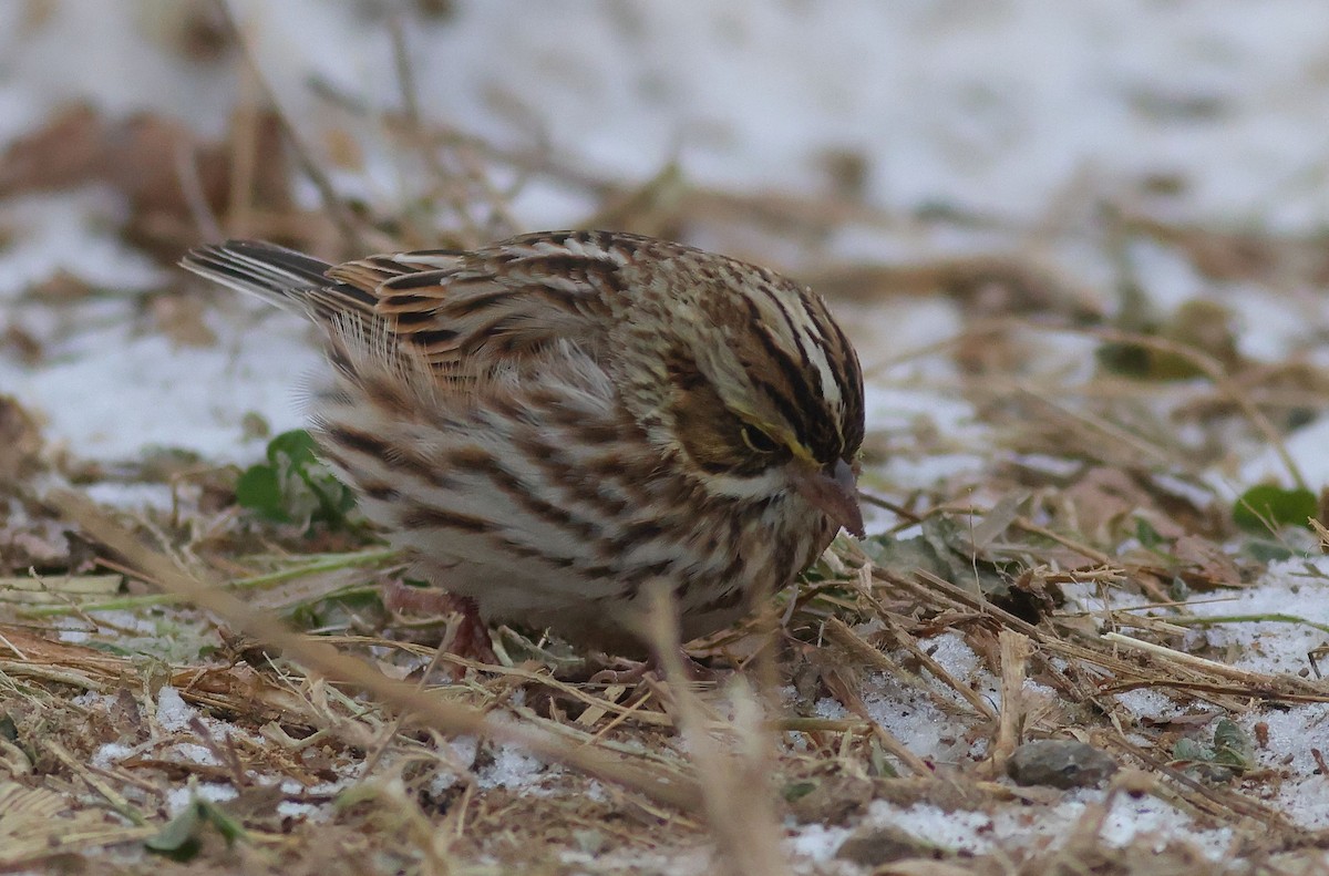 Savannah Sparrow - ML646653968