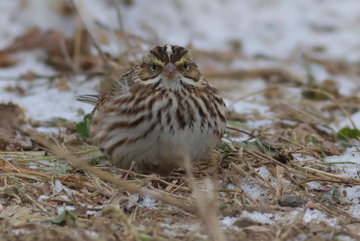 Savannah Sparrow - ML646653969
