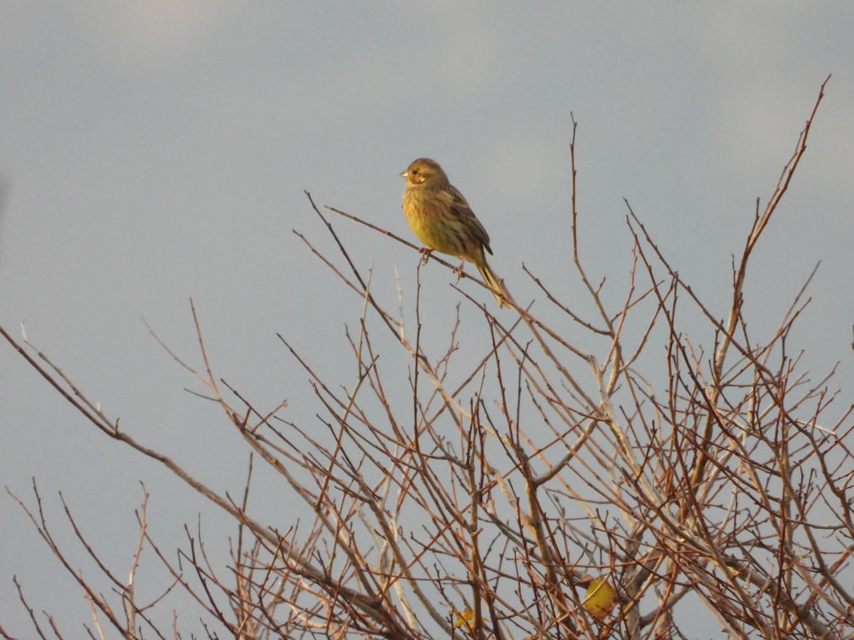 Bruant jaune - ML646653972