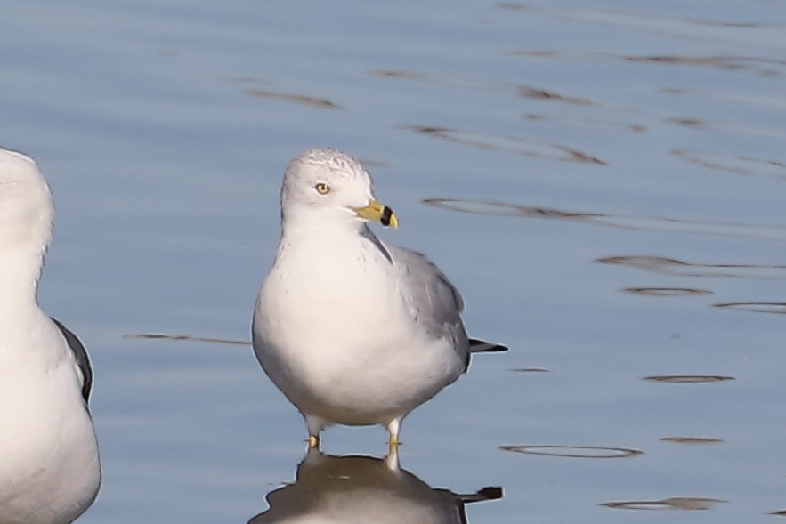 Мартин делаверський - ML646653976