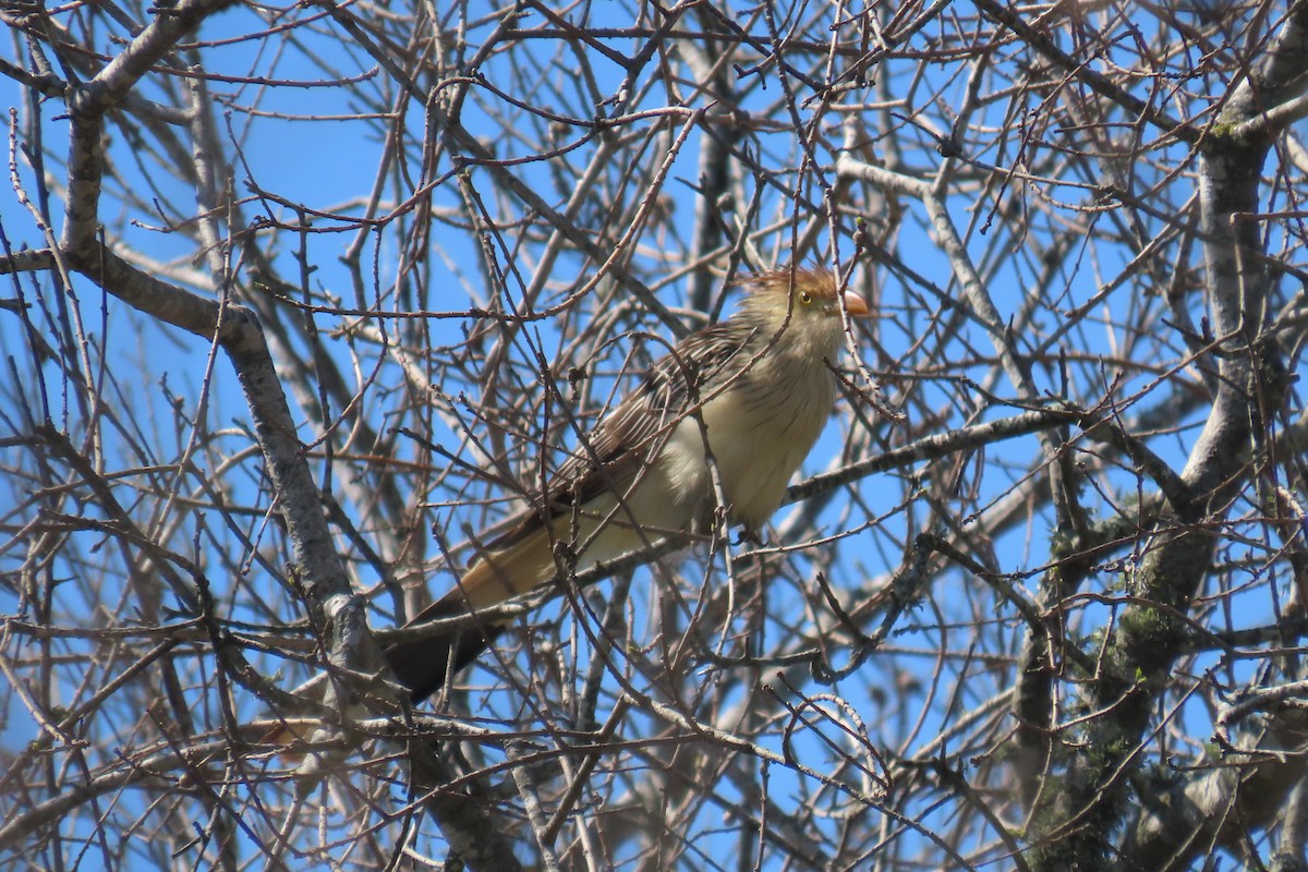 Guira Cuckoo - ML646653977