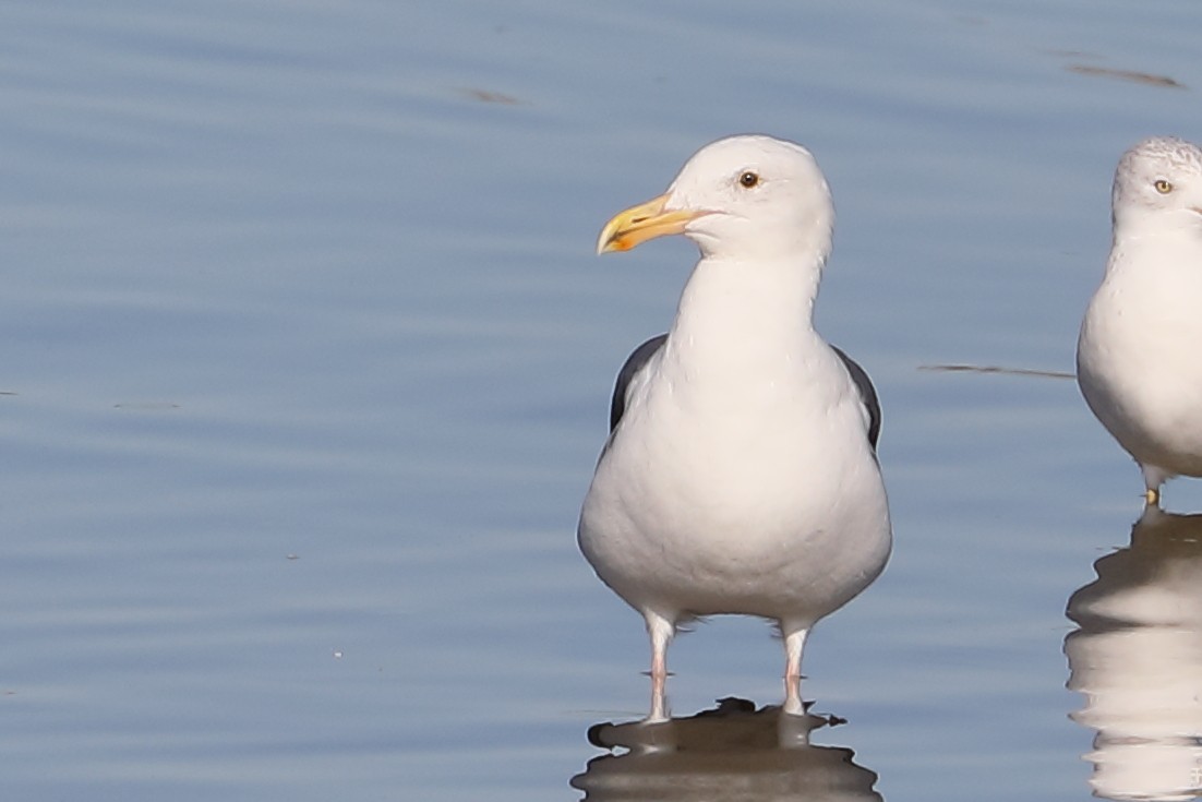Мартин західний - ML646653982