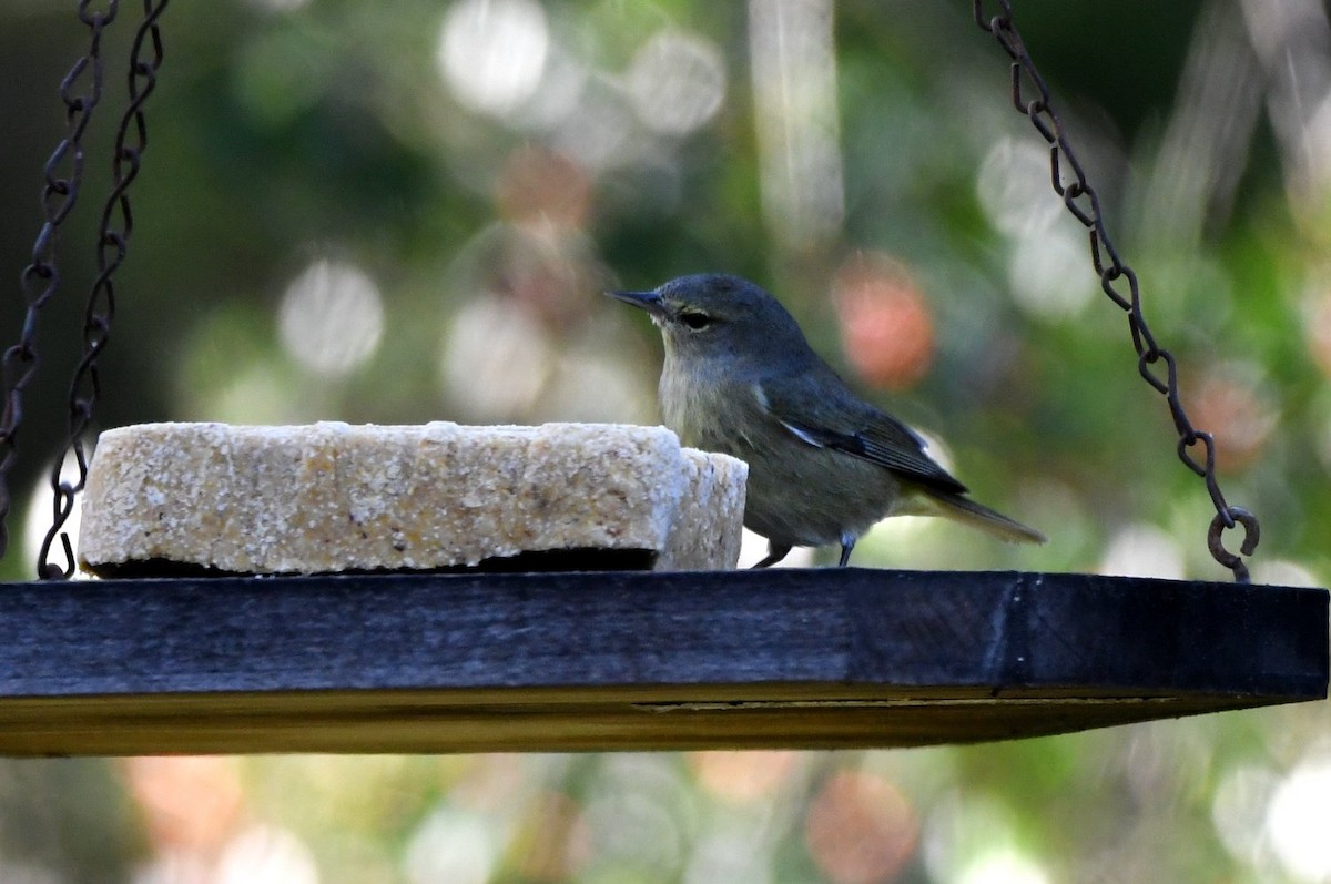 サメズアカアメリカムシクイ - ML646653984