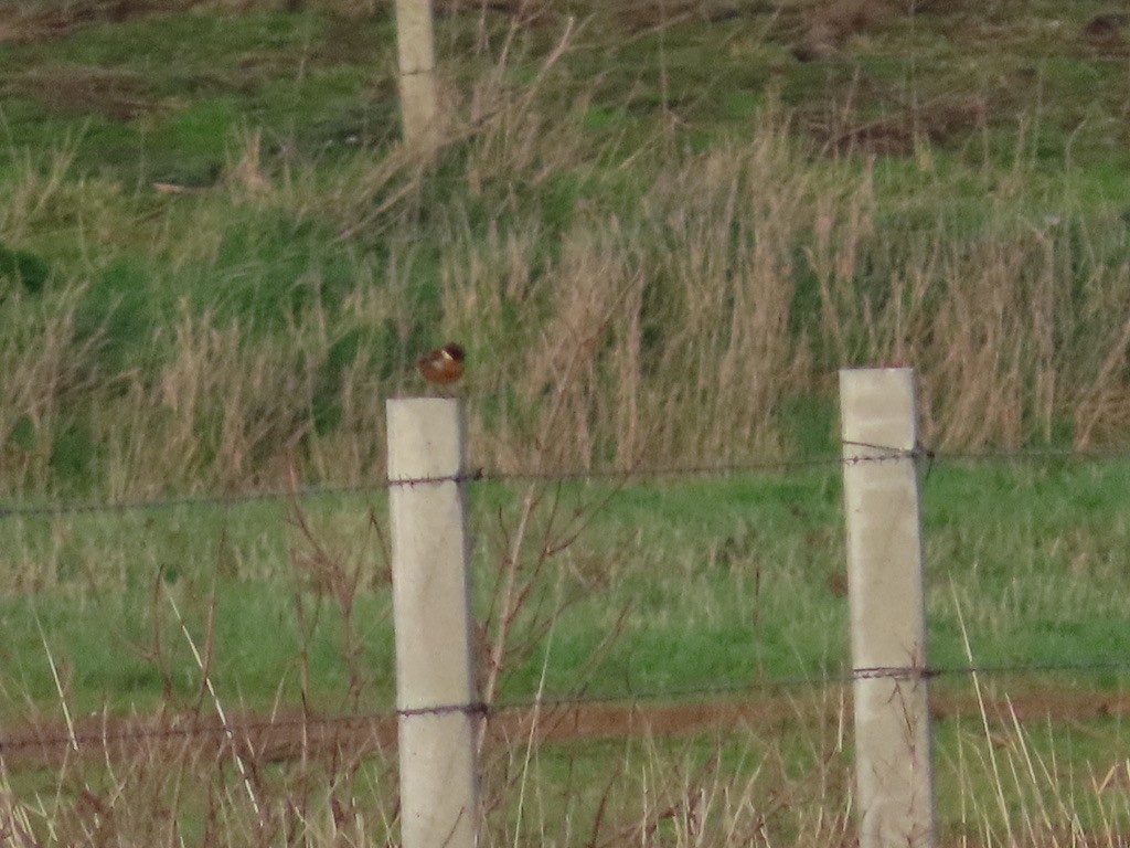 ヨーロッパノビタキ - ML646653987