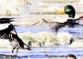 Greater Yellowlegs - ML646653990