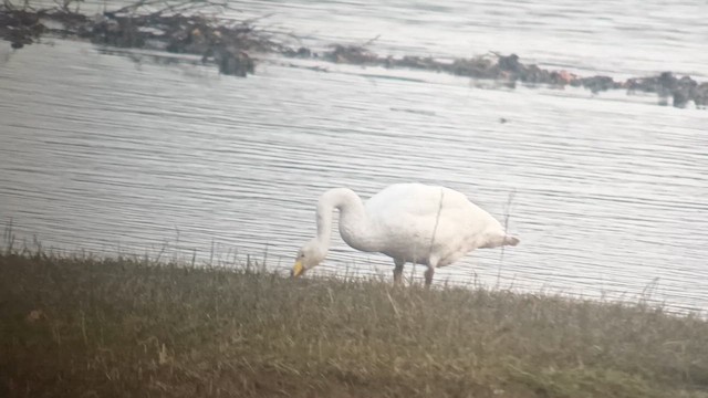 Лебідь-кликун - ML646653996