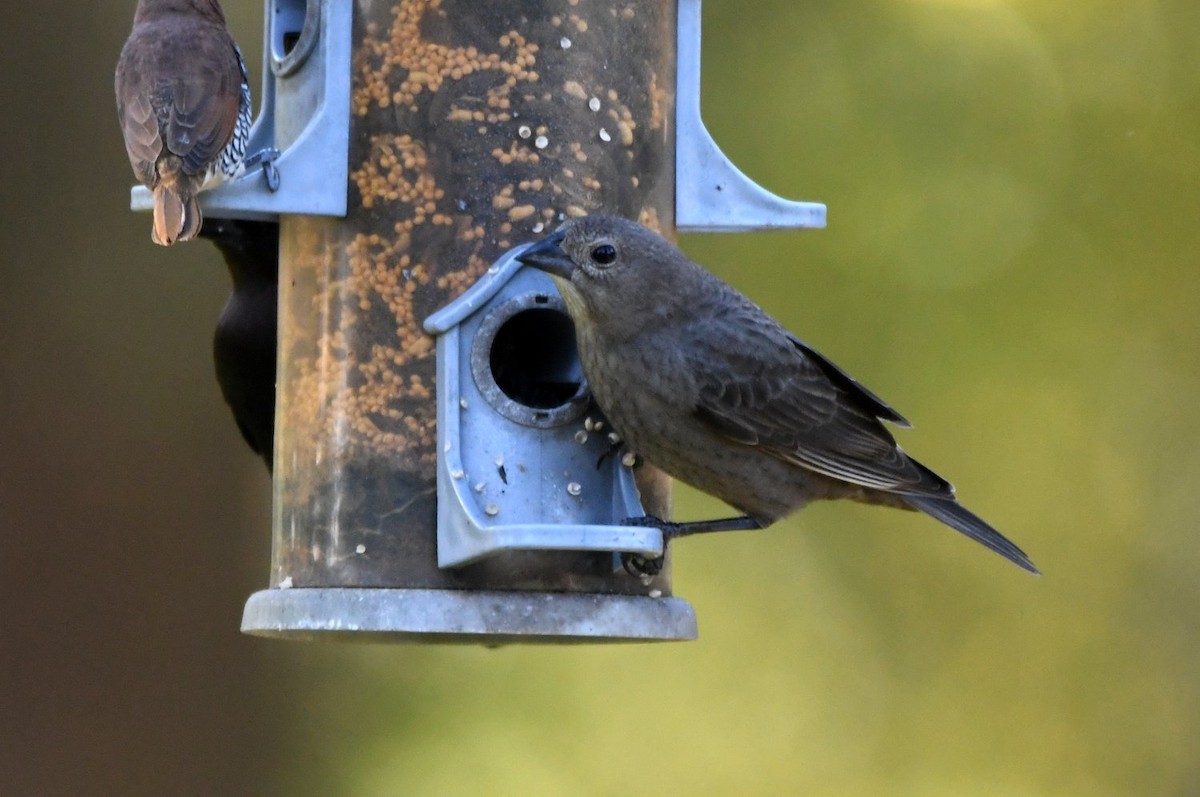 コウウチョウ - ML646653997
