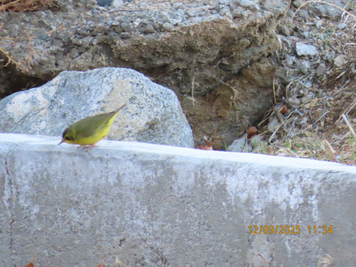 Reinita de Kentucky - ML646653999