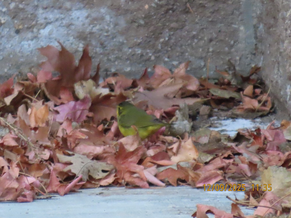 Reinita de Kentucky - ML646654000