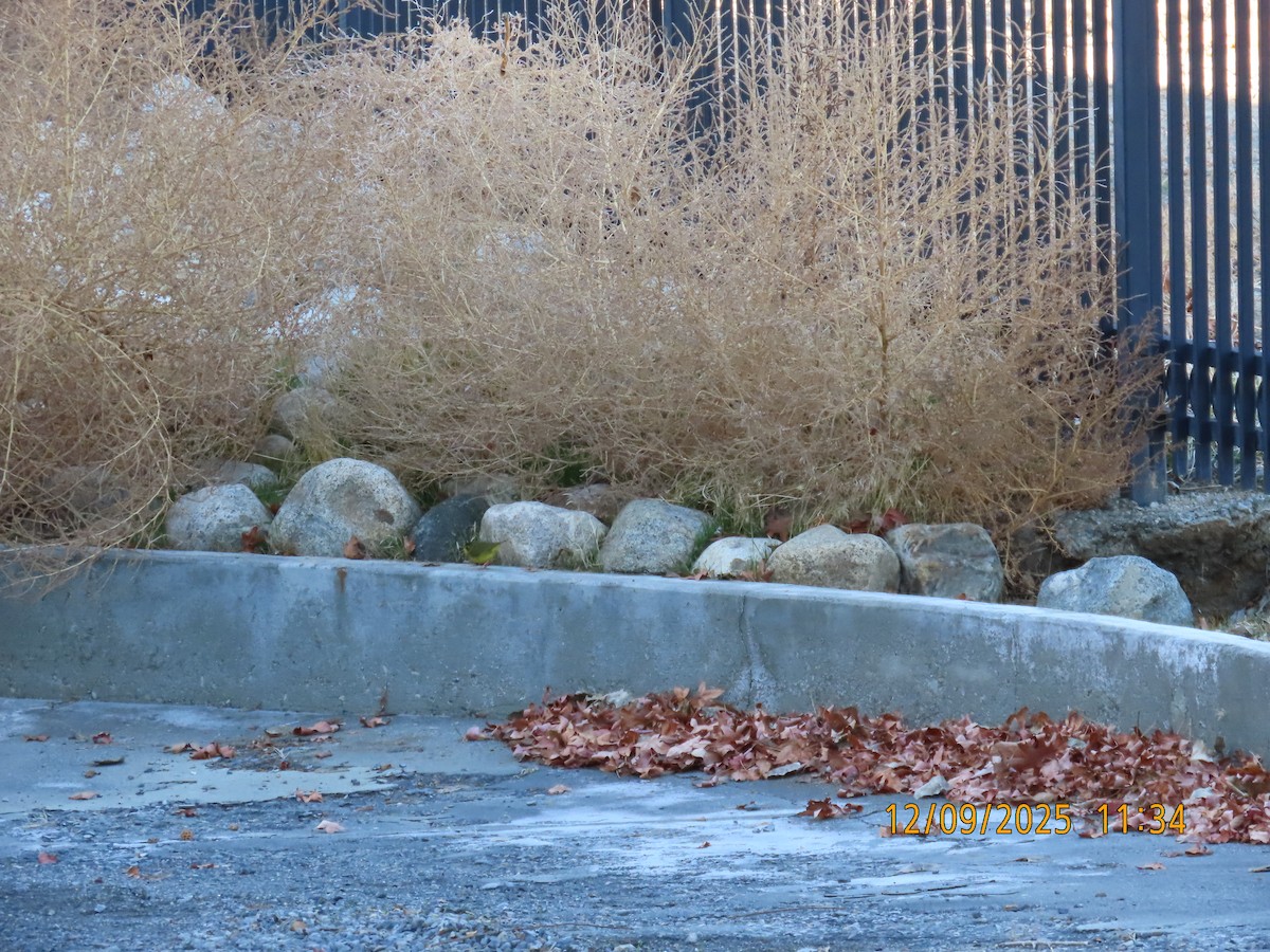 Reinita de Kentucky - ML646654001