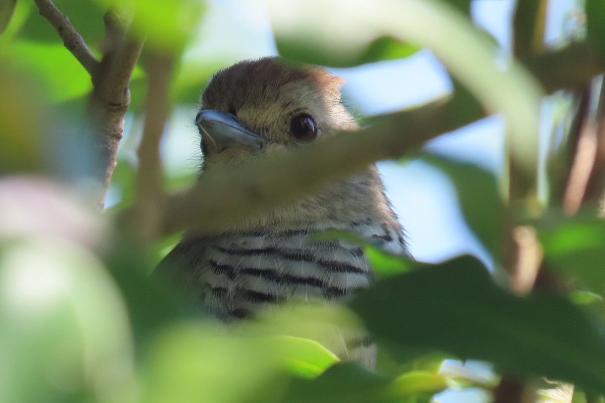 Rufous-capped Antshrike - ML646654002