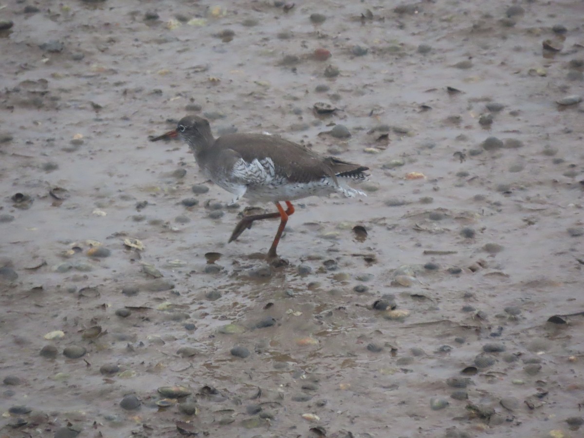 Kızılbacak - ML646654003